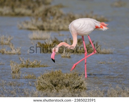 A Greater Flamingo walking in the water and looking for food, sunny morning in springtime, Camargue (Provence, France) Royalty-Free Stock Photo #2385023591