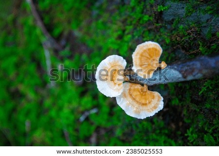 This is a picture of a mushroom alive in nature.