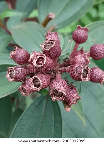 malestoma affine, also known as blue  tongue or native lasiandra or senggani is a shrub from the malestomataceae family.distribuded in tropical and subtropical rain. 