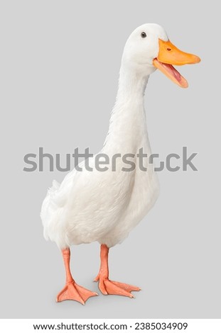 white duck on white background Royalty-Free Stock Photo #2385034909