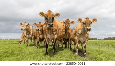 Jersey cow looking, head shot with large eyes, in a green pasture, Jersey cow, headshot, black nose brown coat, looking innocent Royalty-Free Stock Photo #2385040011