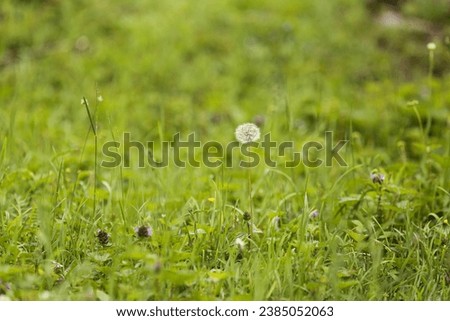 Little flowers during spring in a lush green field.