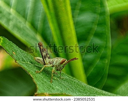 small green grasshopper macro mode
