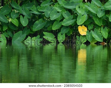 Elephant ear ( Colocasia esculenta (L.) Schott ) with water reflection in the pond
