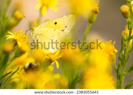 yellow butterfly collecting nectar with its spiritromp, among yellow flowers. intense colour. horizontal picture with copy space