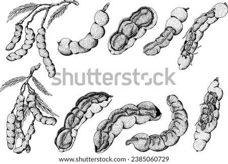 Hand drawn Tamarind (Tamarindus indica). Vector engraving illustration. Royalty-Free Stock Photo #2385060729