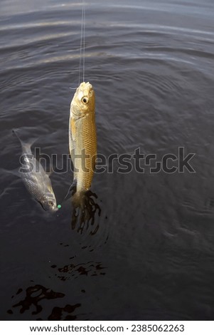 Roach. Gambling fishing on the river in the evening. Leger rig evening biting, bottom line set up. Two or three fishes are sometimes caught Royalty-Free Stock Photo #2385062263