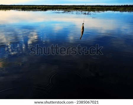 Fishing at sunset. Catching predatory fish on spinning. Sunset colors on the water surface, sunny path from the low sun. Perch caught on yellow spoonbait Royalty-Free Stock Photo #2385067021