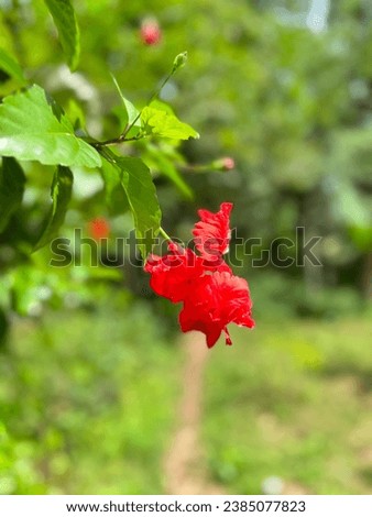 Kerala Chembaruthi poove Hibiscuse rosa flower hd image