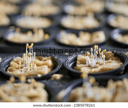 Close up of modular seed tray with plant sprouts growing in soil sponge plugs. Greenhouse seed tray with seedlings germinating in seed starter plugs. Royalty-Free Stock Photo #2385078261