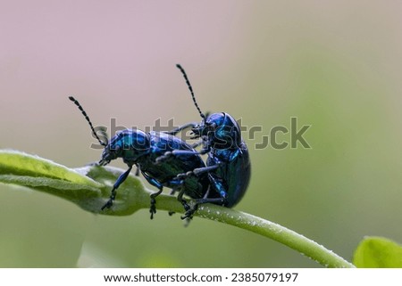 Insects, Wild, a beautiful picture Macro image