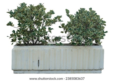 Mistletoe Fig, Mistletoe Rubber Plant or Ficus triangularis variegata in cement pot isolated on white background included clipping path.