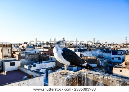 pigeons on the roof, beautiful photo digital picture
