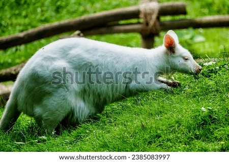 kangaroo in the grass , image taken in north germany, north europe