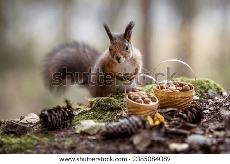 A squirrel in the forest is gnawing nuts. Fairy Postcard. Close-up. Photo