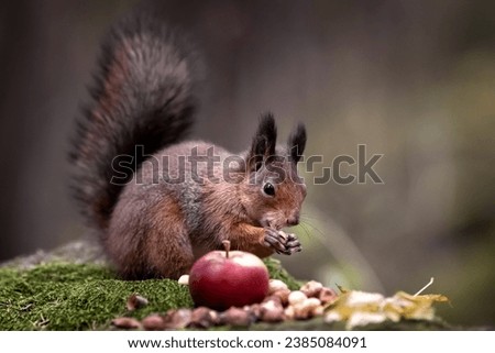 A squirrel in the forest is gnawing nuts. Fairy Postcard. Close-up. Photo