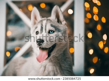 black and white husky puppy is lying on a white wooden chair against the background of a Christmas tree with festive lights