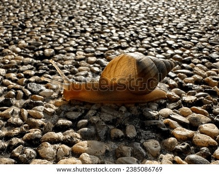 snail on pebbles. A snail is a shelled gastropod. The name is most often applied to land snails, terrestrial pulmonate gastropod molluscs. Royalty-Free Stock Photo #2385086769