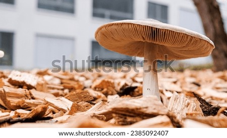 Mushrooms in the middle of a city
