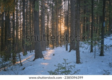 Sunset or sunrise in the winter pine forest with snow. Rows of pine trunks with the sun's rays passing through them.