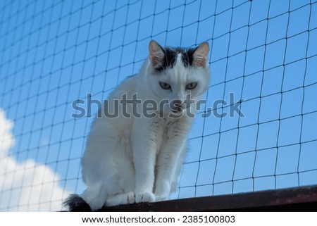 A sad cat that doesn't go out, locked in the house, sits on a mesh balcony Royalty-Free Stock Photo #2385100803