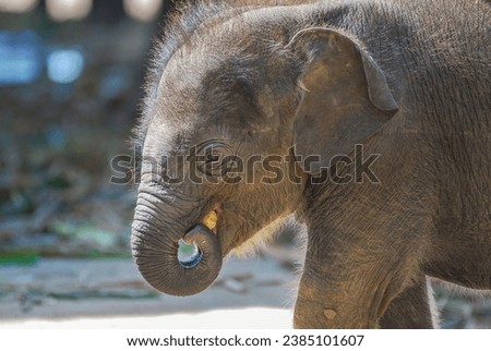 asian baby elephant not African elephant stand run and fun under mother leg to play. Elephant wildlife animal lovely cute and clever. tourist traveling and visit pachyderm family village park. Royalty-Free Stock Photo #2385101607