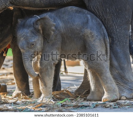asian baby elephant not African elephant stand run and fun under mother leg to play. Elephant wildlife animal lovely cute and clever. tourist traveling and visit pachyderm family village park. Royalty-Free Stock Photo #2385101611