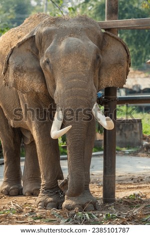 asian baby elephant not African elephant stand run and fun under mother leg to play. Elephant wildlife animal lovely cute and clever. tourist traveling and visit pachyderm family village park. Royalty-Free Stock Photo #2385101787