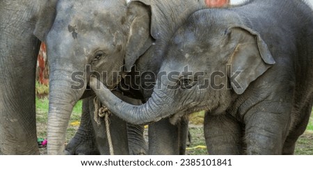 asian baby elephant not African elephant stand run and fun under mother leg to play. Elephant wildlife animal lovely cute and clever. tourist traveling and visit pachyderm family village park. Royalty-Free Stock Photo #2385101841