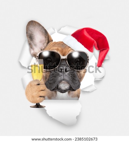 French bulldog puppy wearing sunglasses and red santa hat holding glass of red wine and looking through the hole in white paper 