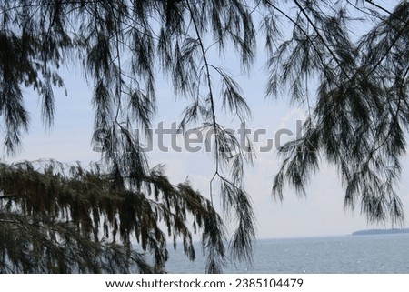 Scenic view of the seaside with a variety of trees in the vicinity, situated in Samut Songkhram Province, Thailand.