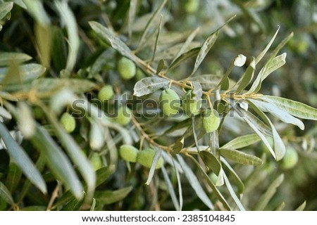 Green olives on a branch