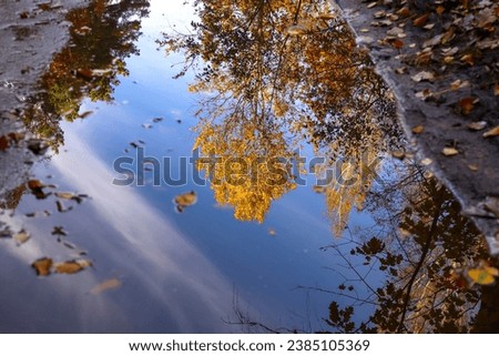 Reflection of trees in the forest in a puddle on the road after rain. Autumn