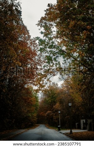 Picture of beautiful Fall season trees, the woods with multi color leaves and beautiful walks