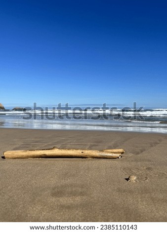 Drift wood on the sandy shore