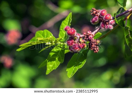 Close-up of fragrant sumac in spring. Latin name Rhus Aromatica. Sumac grows in subtropical and temperate regions around the world. Royalty-Free Stock Photo #2385112995