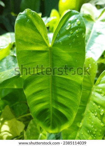 leaf, flowers tree garden, plan,t park, nature, natural ,weed, background, beautiful, picture 