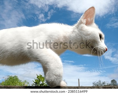my cat with a bright morning. Royalty-Free Stock Photo #2385116499
