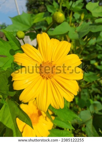 Nature pics #sunflower #decoration flower 