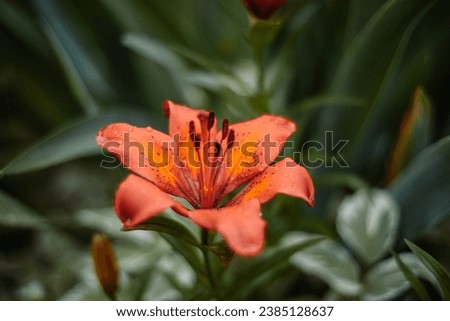 Lily flower in the spring garden. Red lily flower on a blurred green background.