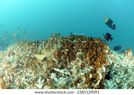 underwater corals destroyed by hurricane dead coral reef. Global warming, CO2 increase in the oceans, destructive fishing practices and natural events are destroying the worlds reef systems