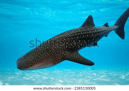 A whale shark - the largest fish in the world.Whale shark is a big fish in the sea.