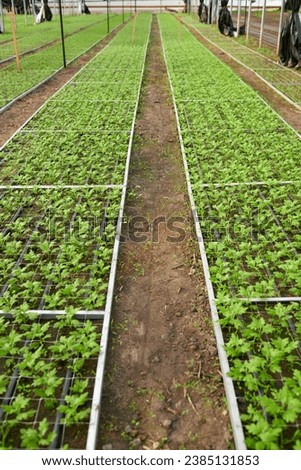 Long aisle between two wide flowerbeds with green seedlings stretching along spacious industrial greenhouse or modern garden center