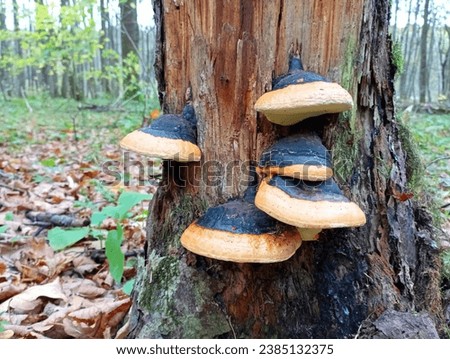 Tinsel mushrooms on an old trunk in the forest. In the forest, there is a tree on which black and brown parasitic mushrooms grow. The topic of poisonous mushrooms in autumn. Royalty-Free Stock Photo #2385132375