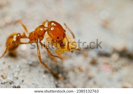 Close up of a worker Red fire ant carrying food in its mandibles.