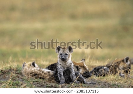 Spotted Hyena Cubs in a playful mood at Maasai Mara