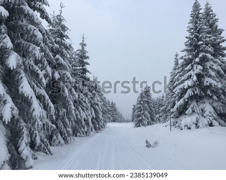 A snowy path lined with trees.