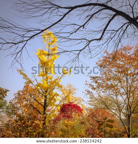 Vibrant colors of autumn trees.