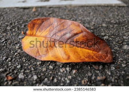 Close-up of the fallen leaves with sunlight. Nature scene.
