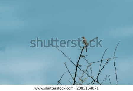 beautiful photograph of common nightingale mocking bird flycatcher warbler small avian species perching on top thorn tree branch blue sky green leaves isolated calm lonely wallpaper  background india  Royalty-Free Stock Photo #2385154871